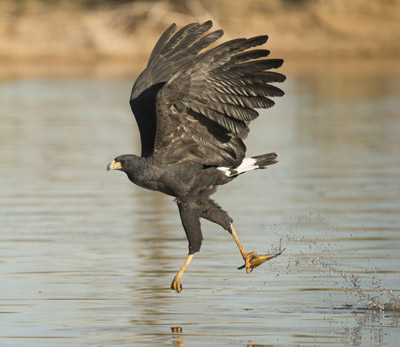 hawk